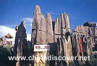 Stone Forest